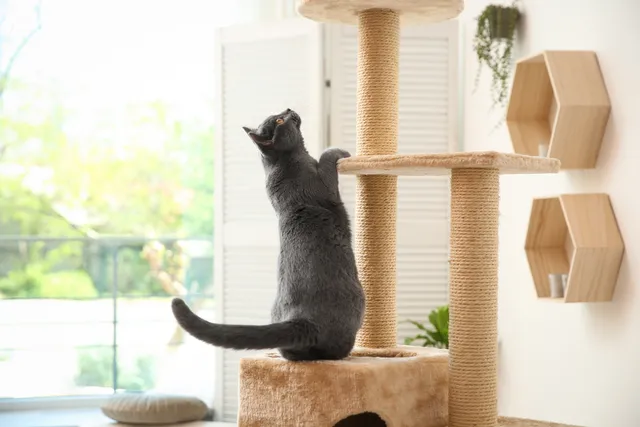 How to Make a DIY Cat Door Climber: 6 Easy & Practical Ideas