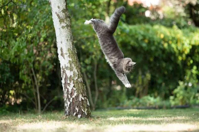 How Can Cats Survive High Falls? Vet-Approved Science & Info