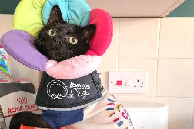 We Opened Our Home to a Senior Cat, and It Changed Our Lives Forever