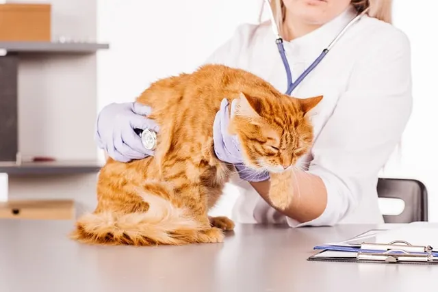 Rare Cat Diseases: 10 Illnesses & What to Watch For (Vet Answer)