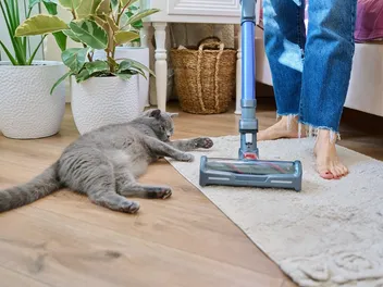 Is It Safe to Vacuum Cat Litter? Facts & Cleaning Tips
