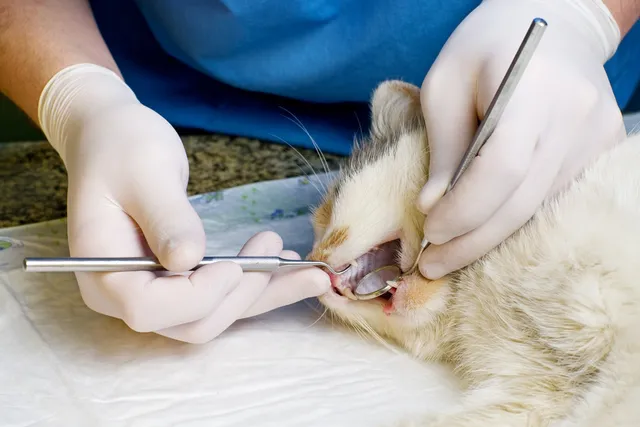 How Much Does Cat Teeth Cleaning Cost? 2026 Update