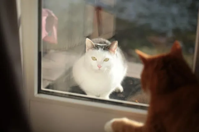 How to Keep Neighborhood Cats Away: 8 Tips for Dealing With Outdoor Cats