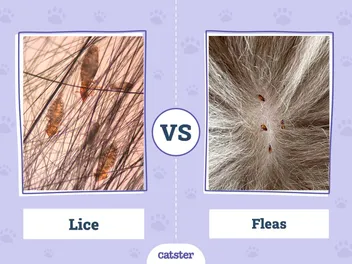 Cat Lice vs Fleas: Vet-Reviewed Key Differences