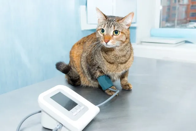 Hypertension In Cats: Vet Reviewed Signs, Causes & Care