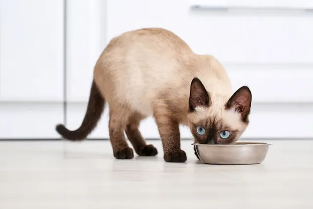 How Does Hairball Control Cat Food Work? Vet-Approved Facts & FAQ