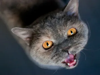Do You Have a Chatty Cat Who Just Won't Shut Up? 7 Vet-Approved Possible Solutions