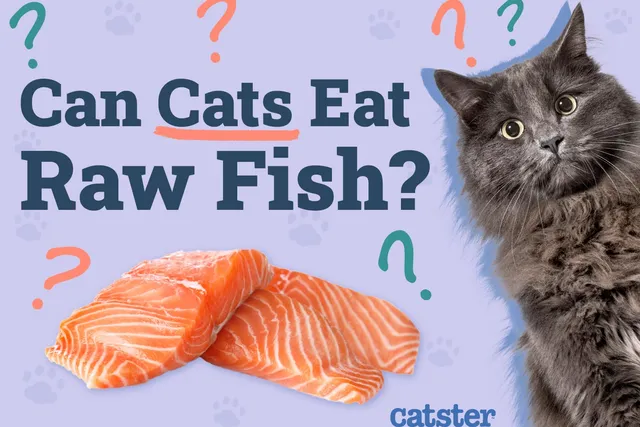 Can Cats Eat Raw Fish? Vet Approved Nutritional Facts & FAQ