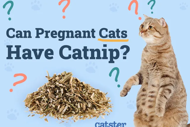Can Pregnant Cats Have Catnip? Vet-Verified Risks & Safety Guide