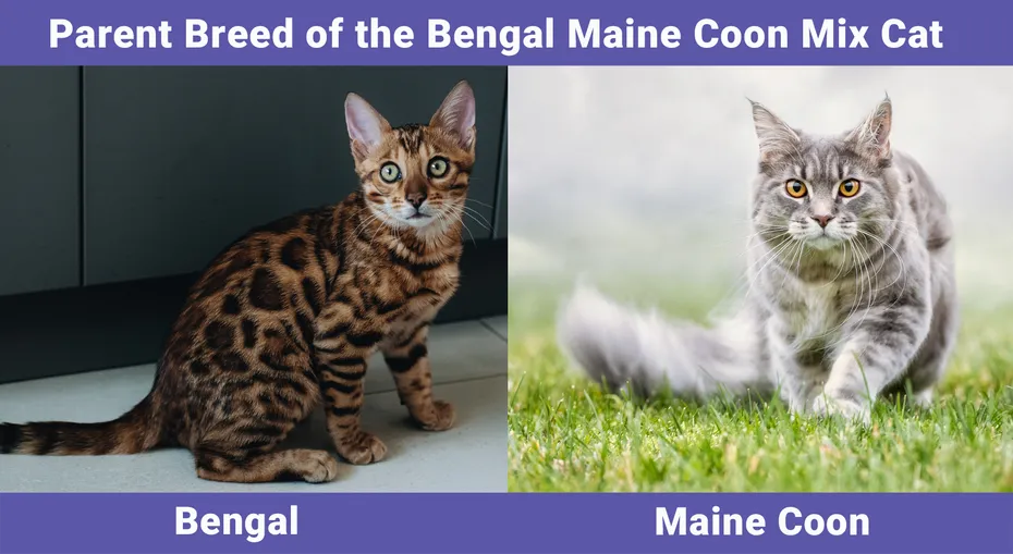 Parent Breed of the Bengal Maine Coon Mix Cat