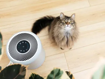 8 Best Air Purifiers for Cat Urine Odor in 2026: Reviews & Top Picks