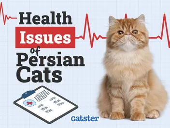 Persian Cat Health Problems: 6 Vet-Reviewed Issues