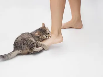 How to Train a Cat Not to Bite: 8 Vet-Approved Tips & Tricks
