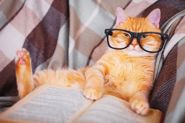 10 Cat Poems Every Pet Parent Should Read: Fun Feline Poetry