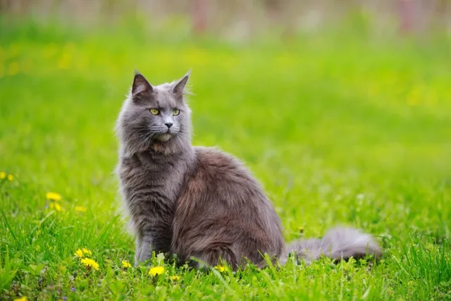 Keeping Cats Safe in Summer: 7 Tips That Don't Just Involve the Heat