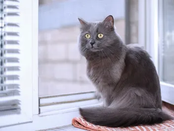5 Best Cat-Proof Blinds Durable Enough to Last in 2026 - Reviews & Top Picks