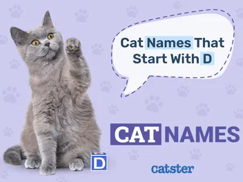 400 Cat Names That Start With D for Your Dreamy Feline