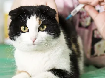Subtle Signs Your Cat Might Have Diabetes That Vets Urge You to Check