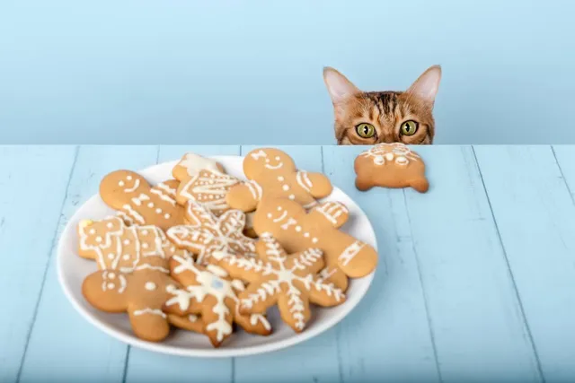 Your Cat Is Begging at Christmas Dinner - Here's What's Safe to Share