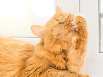 Can Orange Cats Be Female? Genetics & Rarity Explained