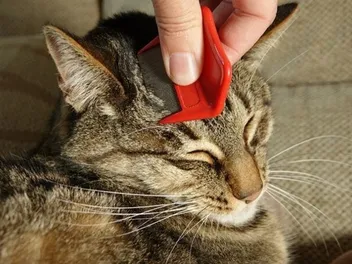How to Use a Flea Comb on a Cat: 4 Vet-Reviewed Steps