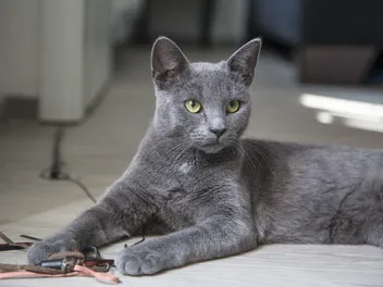 Can Cats Have ADHD? Our Vet Explains Feline Behavior