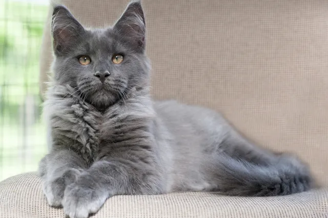 Do Cats Go Grey as They Age? Vet-Approved Facts & FAQ