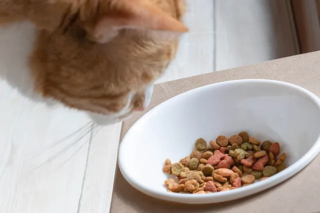 5 Health Benefits of Grain-Free Cat Food: Vet-Approved Facts