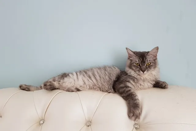 6 Amazing DIY Cat Couch Plans You Can Create at Home