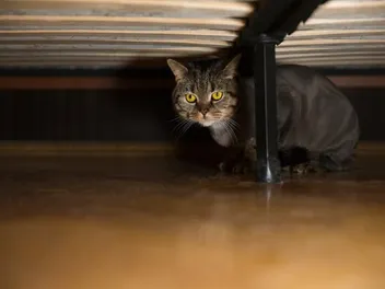 Why Your Cat Is Hiding Under the Bed: 9 Vet-Reviewed Reasons & Tips
