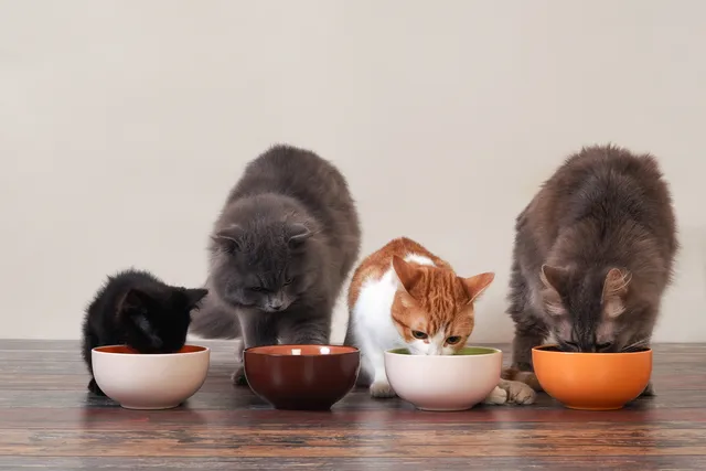 Living In a Multi-Pet Household: Which Pets to Choose & How to Get Along (Vet Reviewed)