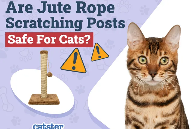 Are Jute Rope Scratching Posts Safe for Cats? (Common Materials Explained)