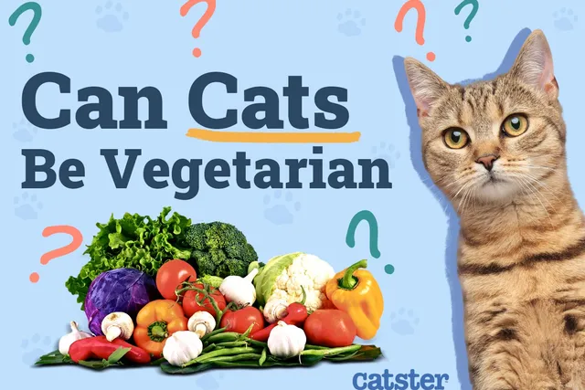 Can Cats Be Vegetarian? Vet Explained Health Concerns