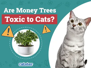 Are Money Trees Toxic to Cats? Vet-Reviewed Houseplants Examined