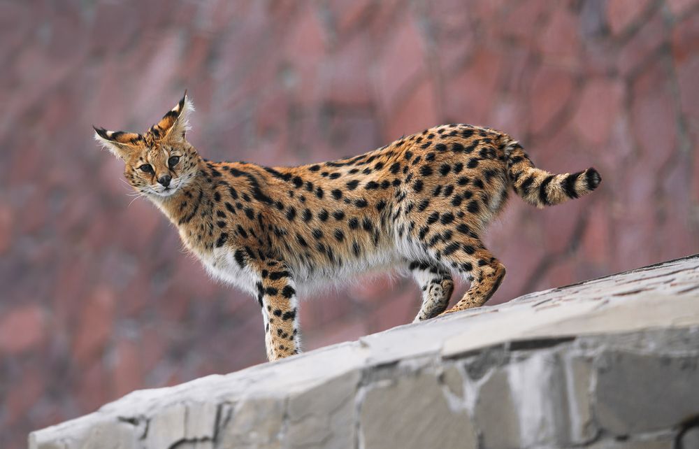F2 Savannah Cat