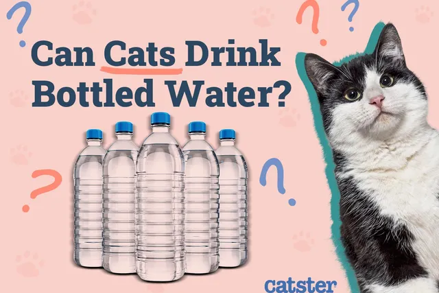Can Cats Drink Bottled Water? Vet-Reviewed Types & Recommendations