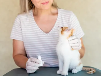 Can I Use Human Eye Drops on Cats? Vet-Verified Facts and Precautions