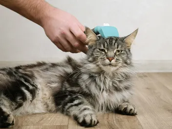 Can You Brush Your Cat Too Much? Vet-Reviewed Facts & FAQ