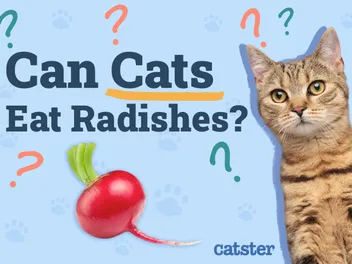 Can Cats Eat Radishes? Vet-Reviewed Facts & FAQ