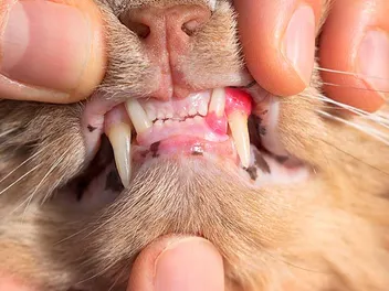 Can Cats Die from Tooth Resorption? Vet Reviewed Facts & FAQ