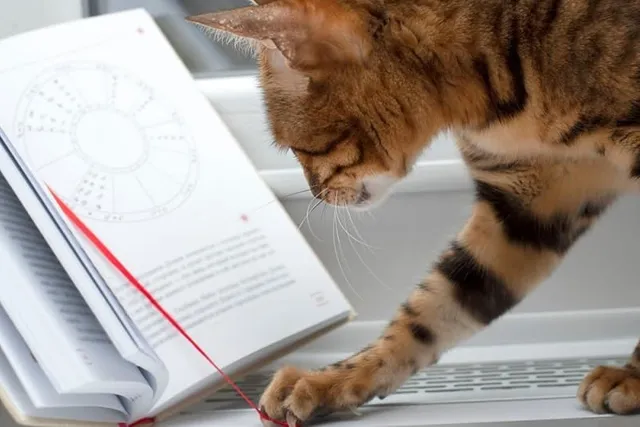 Cat Zodiac Signs: Do They Explain Your Cat's Personality?
