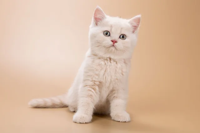 Are British Shorthair Cats Smarter Than Most Cats? Vet-Verified Breed Facts & FAQs