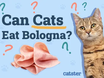 Can Cats Eat Bologna? Vet-Verified Nutrition Facts & Risks