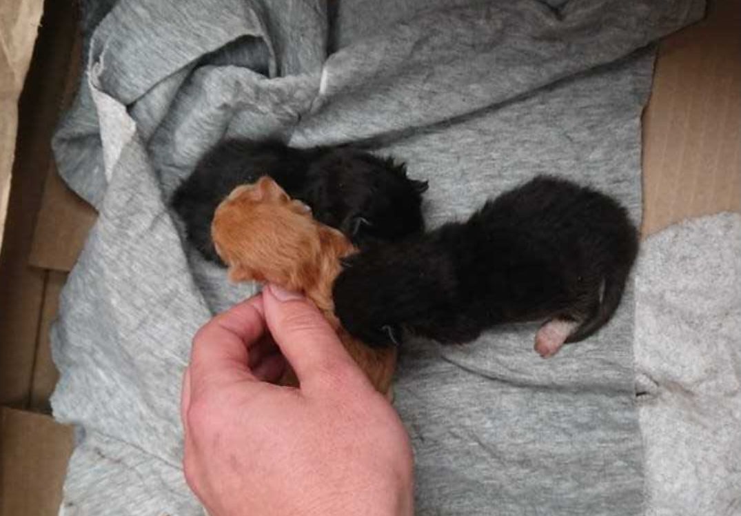 Crystal's dustbin kittens