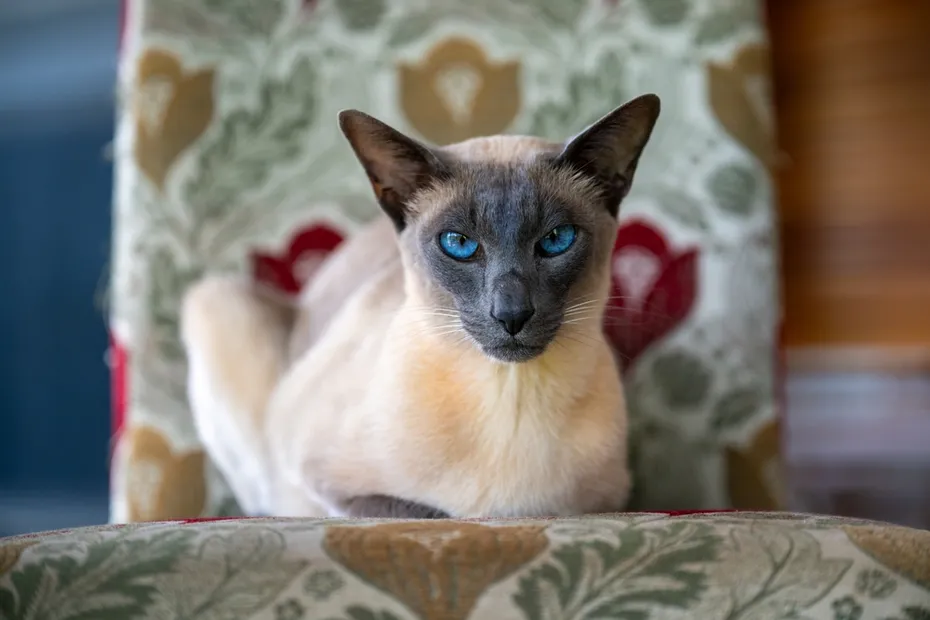 Blue point Siamese cat at home