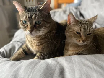 Is Your Cat an Old Soul? Feline Myths