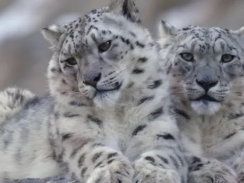 Good News for Big Cats: Snow Leopards Get a New Home