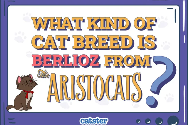 What Kind of Cat Breed is Berlioz from the Aristocats? Disney Felines Explained