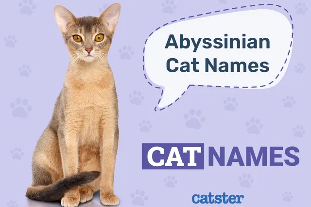 130 Amazing Names for Abyssinian Cats in 2026