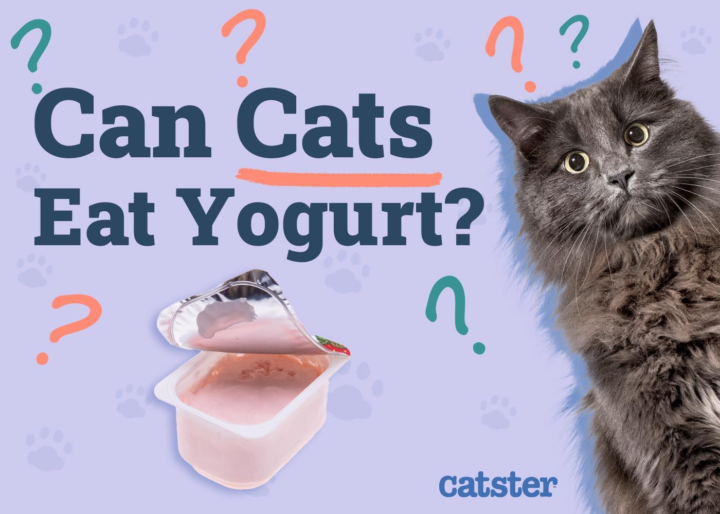 Can Cats Eat Yogurt